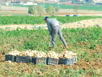 Pomme de terre, Il n’y aura pas d’importation