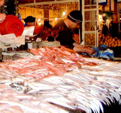 20 tonnes de sardine pêchée en une journée dans la wilaya d’Oran