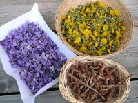 Congrès International du 8 au 10 mai,Les plantes aromatiques et médicinales en débat à Sidi Bel Abbès