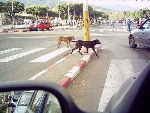 Des pitbulls, sans muselière, dans les rues d’Oran