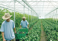 Jeunes créateurs d’entreprises,L’attrait de l’agriculture