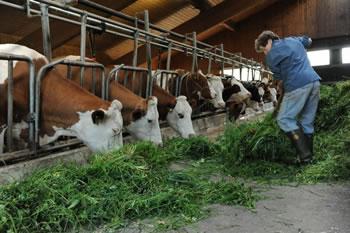 Le partenariat Algérie-Bretagne international sur le lait,opérationnel depuis Février,Le projet «Alban» touche trois wilayas pilotes