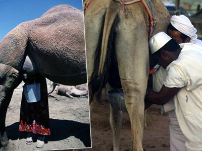 Production de lait cru de chamelle ,Les éleveurs réclament une prime de 120 DA par litre