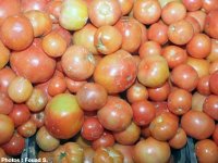 Un champignon cause principale de la hausse du prix de la tomate, 30% de la production dévastés par le botrytis