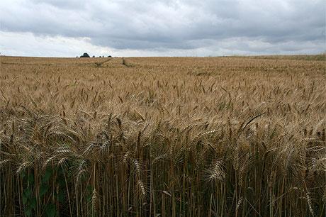 Une production record de céréales attendue à Oran