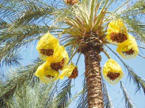 Algérie : 96 millions de DA pour lutter contre les parasites du palmier dattier