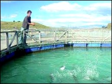 Algérie – Les jeunes d’El Tarf appelés à investir dans l’aquaculture