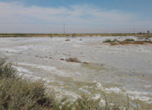 Des terres agricoles empoisonnées par une société saoudienne à Fornaka