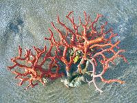 EL TARF, Près de 600 kilos de corail saisis depuis janvier