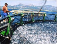Entrée en production de la ferme aquacole « Aquasol » d’Ain Temouchent