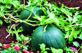 GHARDAÏA, Région de Hassi-Lefhel Essor remarquable de la culture de la pastèque