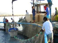 Indemnisation des pêcheurs qui ont respecté la période de repos biologique (ministre)