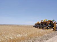 La production céréalière atteindrait 2 milliards de dollars en 2012 Entre 56 et 58 millions de quintaux attendus