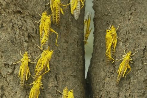 lutte antiacridienne en Algérie : La menace provient du nord du Niger