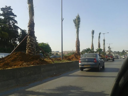 Plantation d’arbres à Alger, Une rumeur fait venir les palmiers d’Espagne