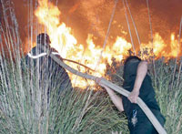Algérie: plus de 76.000 ha de forêts ravagés par les flammes en deux mois
