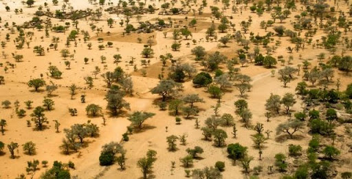 Comment sauver le Sahel
