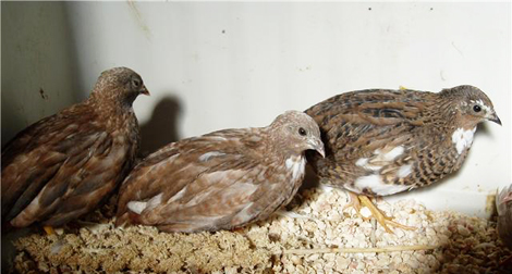 Consommation : La viande de caille fait son entrée sur la table oranaise