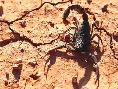 Envenimation scorpionique, Mort d&rsquo;un enfant à Ouargla