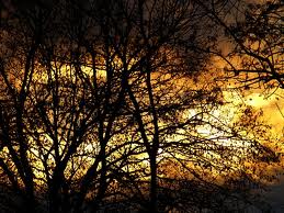 Plus de 6.800 hectares de végétation partis en fumée