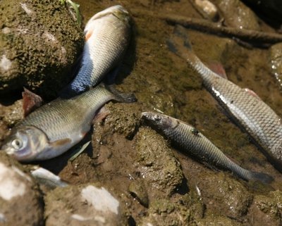 Tissemsilt Par la faute d’une pollution qui a atteint un pic très élevé, des tonnes de poissons périssent au barrage de Bougara