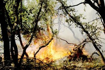 Tizi Ouzou,Béjaia et Constantine,Trois wilayas ravagées par le feu