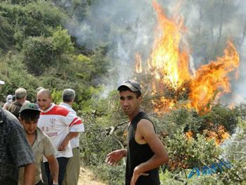 20 000 ha de forêts ravages «Il n’y a pas encore le feu…? !»