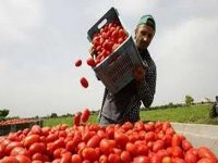 Cueillette de tomate à Guelma : un vrai défi en raison de la canicule et du jeûne