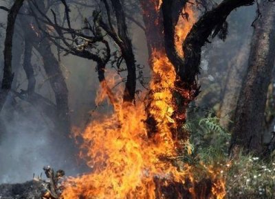 Des milliers d&rsquo;arbres carbonisés à Tizi Ouzou,Le patrimoine forestier risque d&rsquo;être décimé