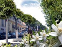 Distillation d’eau de fleur d’oranger, Une tradition bien conservée chez les Blidéens