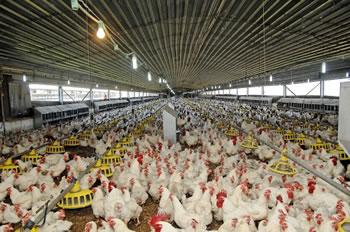 Filière avicole,Benaïssa sermonne les producteurs…