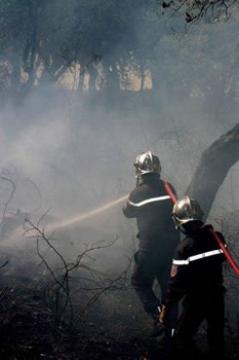 Incendies de foret ,Plusieurs wilayas dévastées par les feux