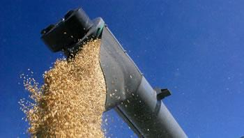 L’Algérie importera du blé dur,Salée sera la facture!