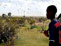 Le manque d’information sur les criquets au nord du Mali devrait augmenter la vigilance