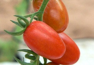 Les producteurs de tomate appelés à s’organiser en groupes d’intérêt