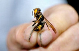 Petits maux de l’été ,Piqûres de frelon, les gestes qui sauvent…