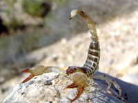 régions des hauts-plateaux et du sud du pays,Les piqûres de scorpions continuent à tuer