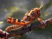 Risque d’invasion acridienne en Algérie Les 20 jours à venir seront décisifs