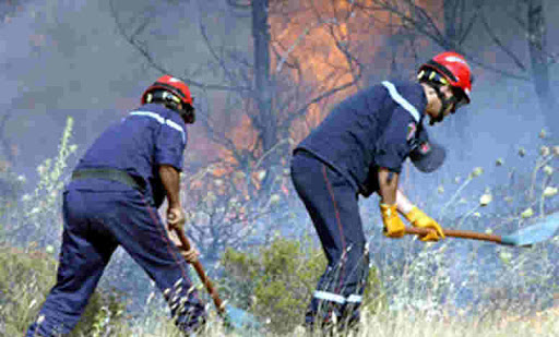 Un été brûlant, Patrimoine forestier en danger