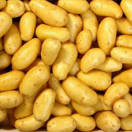 Cédée actuellement à 70 da le kilo La tension persiste sur la pomme de terre