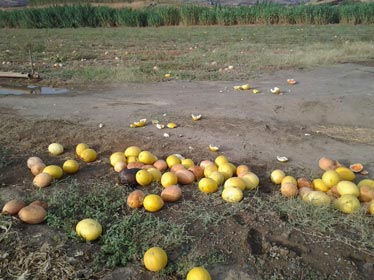 La pénurie de main d’œuvre en Algérie touche désormais tous les secteurs