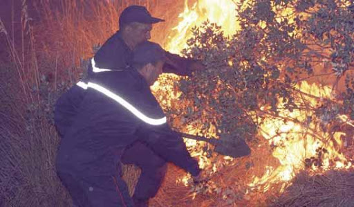 Le patrimoine arboricole ravagé à Tizi Ouzou,Les décharges anarchiques accentuent les feux de forêt