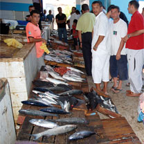 Pour mieux organiser le marché du poisson : Vers la création d’une SPA