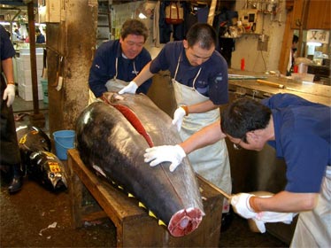 18.000 tonnes de thon rouge de Méditerranée illégalement transférées vers l&rsquo;Asie entre 2000 et 2010