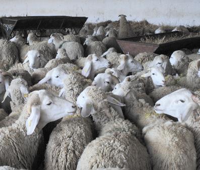 20 000 moutons volés Une situation alarmante, à la veille de l’Aïd
