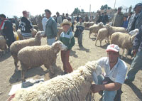 Achat et abattage du mouton ,Les consignes à respecter