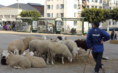 AID EL ADHA, Le mouton est présent dans nos ruelles illicitement