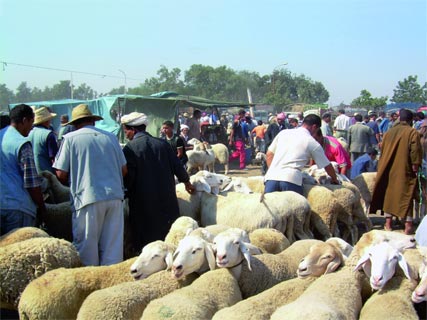 Antibiotiques, hormones et engraissement sauvage, Alerte aux moutons dopés !