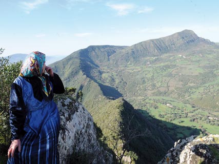 Après les incendies de forêt Kabylie : l’État va attribuer 500 000 oliviers de compensation