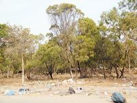 Détournement des espaces verts à Oran La société civile se mobilise